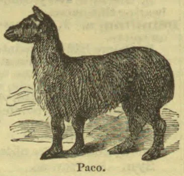 An engraved illustration of a small, woolly, llama-like animal standing in profile.