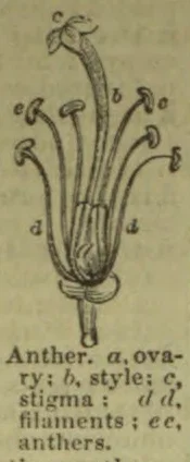 A botanical diagram of a flower’s ovary, style, stigma, filaments, and anthers.