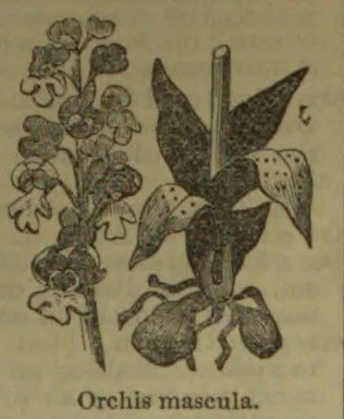 A botanical illustration of Orchis mascula, showing its flowering stem, leaves, blossoms, and tuberous roots.