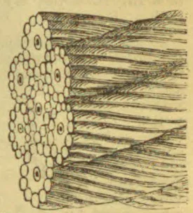 A bundle of long, striated muscle fibers is shown in longitudinal view, with their cut ends visible in cross-section.