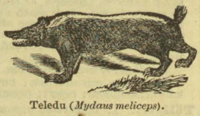 An engraving depicts a long-bodied animal with short legs and a raised tail, running across the ground.
