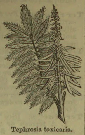 A botanical illustration of a flowering Tephrosia plant with compound leaves and long pods.