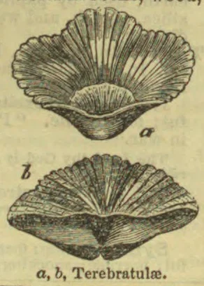 Two illustrations of ribbed brachiopod shells, shown from different angles.
