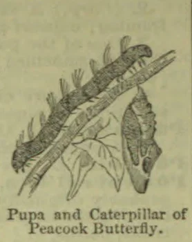 The illustration shows a pupa and caterpillar of a peacock butterfly on a plant stem.