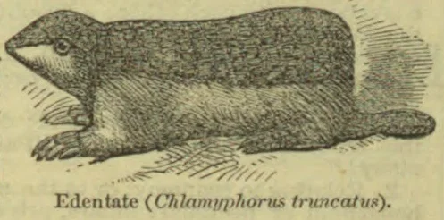 An edentate, or pink fairy armadillo, shown in profile.