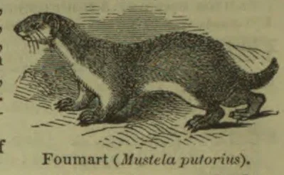 An engraving of a foumart, or polecat, shown standing in profile.