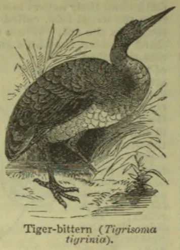 An illustrated tiger-bittern stands among reeds in a marsh.