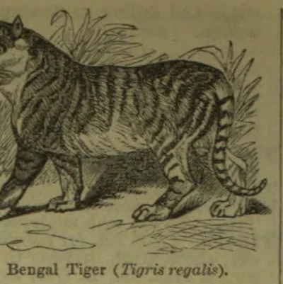 A Bengal tiger walks through grass.