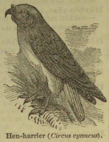 An engraving of a hen-harrier perched on a branch.