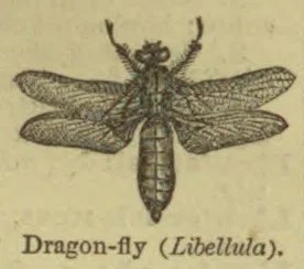 An engraved illustration of a dragonfly with its wings spread.