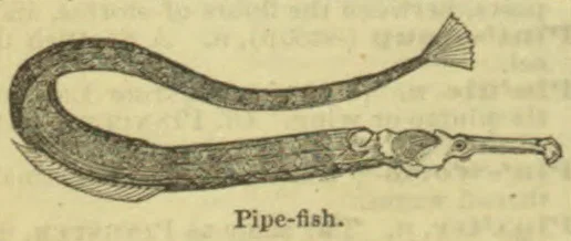 An elongated pipefish with a curled body and a slender snout is shown.