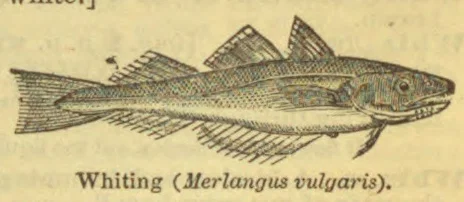 An engraved illustration of a whiting fish.
