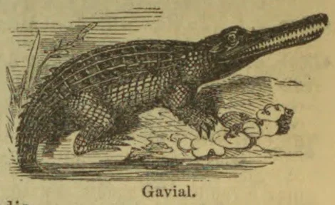 A gavial crawls along a riverbank beside a person lying on the ground.
