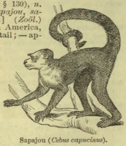 An illustration of a capuchin monkey standing on a branch with its long tail curled overhead.
