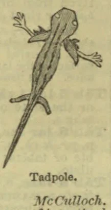 An illustration of a tadpole with four legs and a long tail.