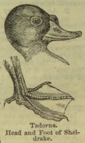 An engraved illustration showing the head and foot of a sheldrake.