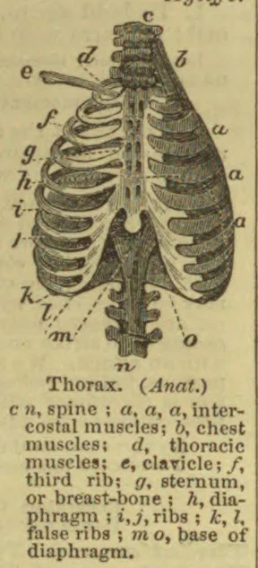 An anatomical illustration of the human thorax, showing the spine, ribs, muscles, sternum, clavicle, and diaphragm.