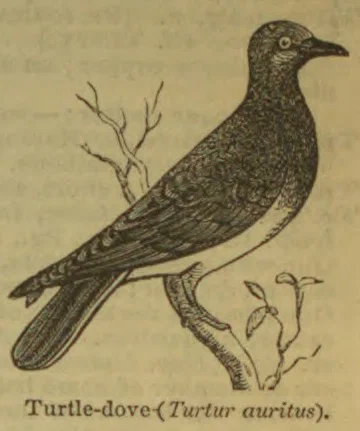 An engraved turtle-dove perched on a branch.