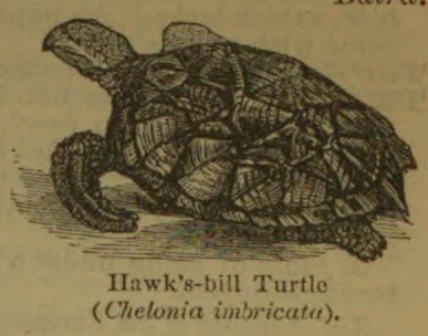 An engraving of a hawksbill turtle viewed from the side.