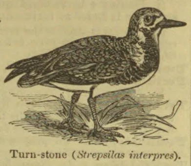 An illustration of a turn-stone standing among grasses and stones.