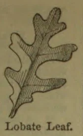 A drawing of a lobed leaf.