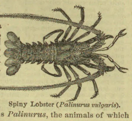 A spiny lobster is shown from above, with its segmented body, many legs, antennae, and fan-shaped tail.