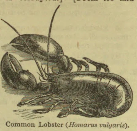 An illustration of a common lobster viewed from the side.