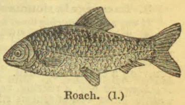 An engraved illustration of a roach fish.