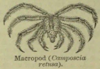 A drawing of a long-legged crab.