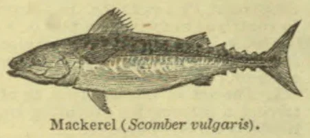 An engraved illustration of a mackerel.