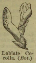 A botanical illustration of a labiate corolla, showing its divided petals and leafy base.