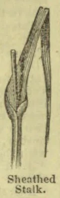 A botanical drawing of a sheathed stalk with a long, narrow leaf.