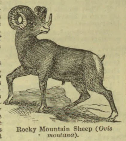 An illustration of a Rocky Mountain sheep with large curled horns standing on rocky ground.