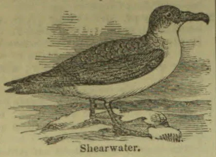 An illustration of a shearwater standing on a rock in the water.