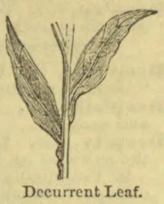 A botanical drawing of a stem with two decurrent leaves and a small central shoot.