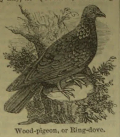 A wood-pigeon perched on a branch among foliage.