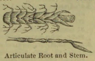 A drawing of an articulated root and stem, shown in two views.