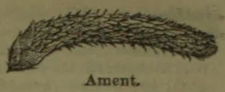 An elongated, drooping catkin covered with small overlapping scales.