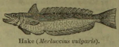 An illustration of a hake fish.