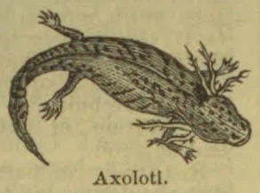An axolotl with feathery external gills and four limbs.