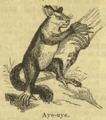 An aye-aye sits on a branch and reaches toward a plant with its long fingers.