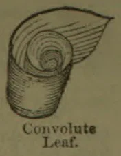 A leaf is shown rolled into a spiral coil, with its outer portion extending upward.