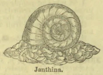 A coiled seashell is shown resting on stylized waves.