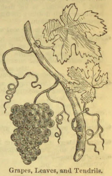 An illustration of a grapevine with a bunch of grapes, leaves, and curling tendrils.