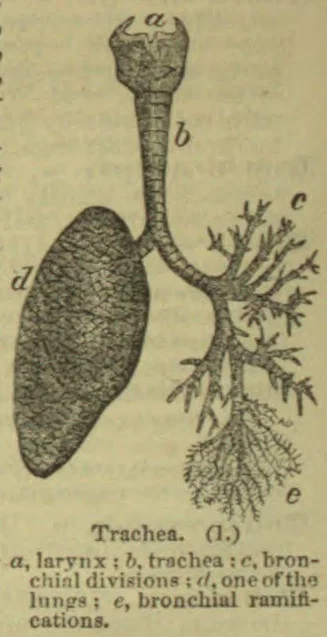 An anatomical illustration shows the trachea branching into the bronchial divisions and ramifications, with one lung depicted.