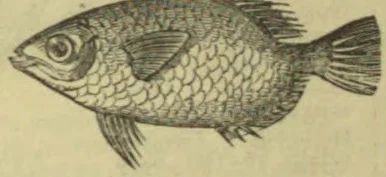 An engraved fish is shown in profile, facing left.
