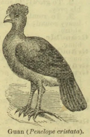 An engraved illustration of a crested guan standing on a branch.