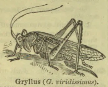 An engraved illustration of a grasshopper with long antennae and folded wings.