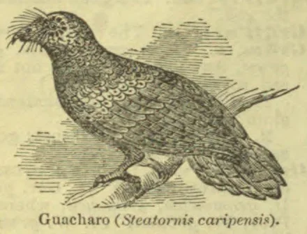 An engraving of a guacharo perched on a branch.