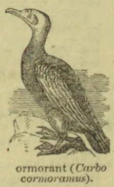 An illustration of a cormorant standing on the ground.
